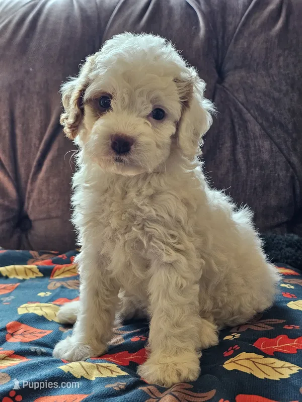 Nori – Cavapoo puppy for sale in Jamesport, MO