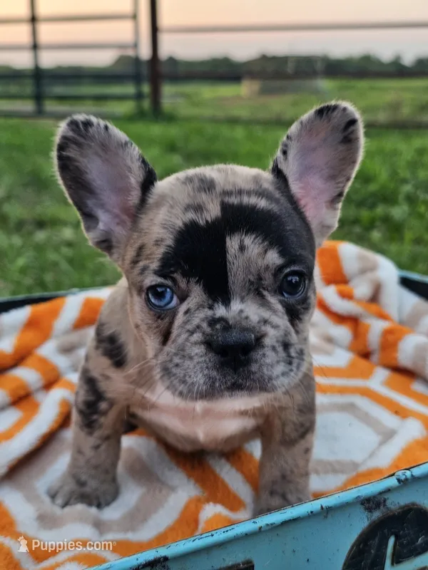 Haven – French Bulldog puppy for sale in Jamesport, MO