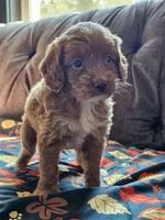 Nectarine, a female Cavapoo for sale in Jamesport, MO – 2 of 5