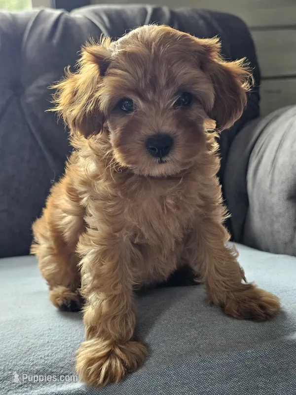 Kiwi – Cavapoo puppy for sale in Jamesport, MO