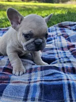 Poppy , a female French Bulldog for sale in Jamesport, MO – 3 of 6
