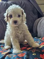 Nori, a female Cavapoo for sale in Jamesport, MO – 4 of 7