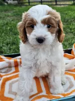 Ivory, a female Cavapoo for sale in Jamesport, MO – 4 of 5