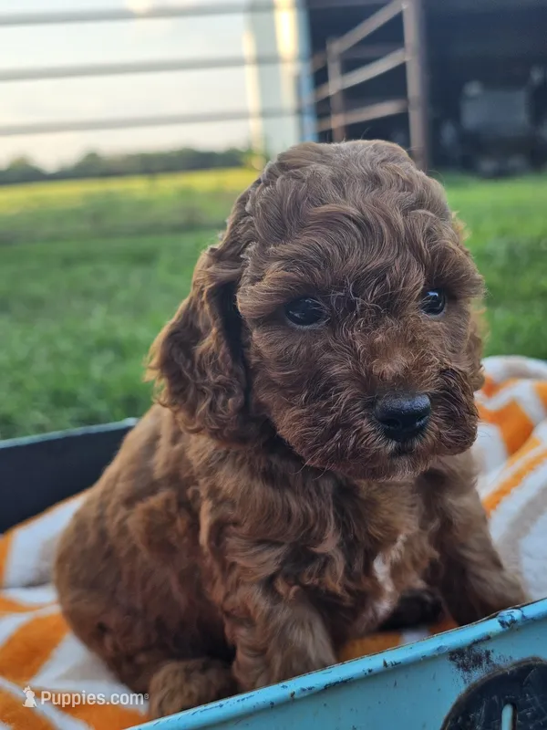 Koko  – Cavapoo puppy for sale in Jamesport, MO