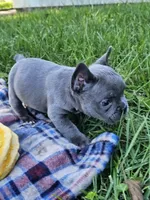 Pippin, a male French Bulldog for sale in Jamesport, MO – 3 of 5