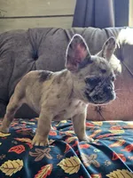 Meadow, a female French Bulldog for sale in Jamesport, MO – 5 of 6