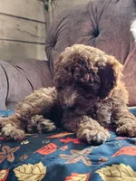 Lake, a male Cavapoo for sale in Jamesport, MO – 2 of 6