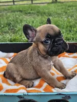 Marlin, a male French Bulldog for sale in Jamesport, MO – 3 of 4