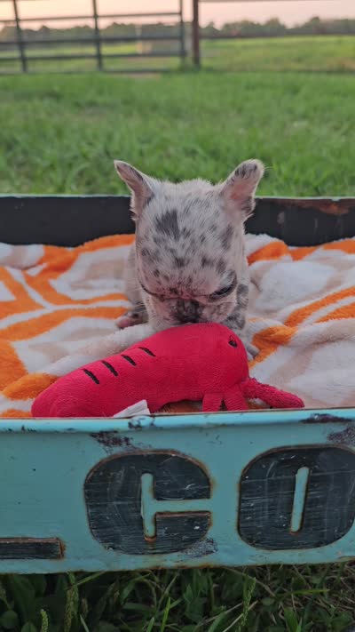 Mango, a female French Bulldog for sale in Jamesport, MO – 5 of 5