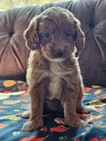 Nectarine, a female Cavapoo for sale in Jamesport, MO – 3 of 5