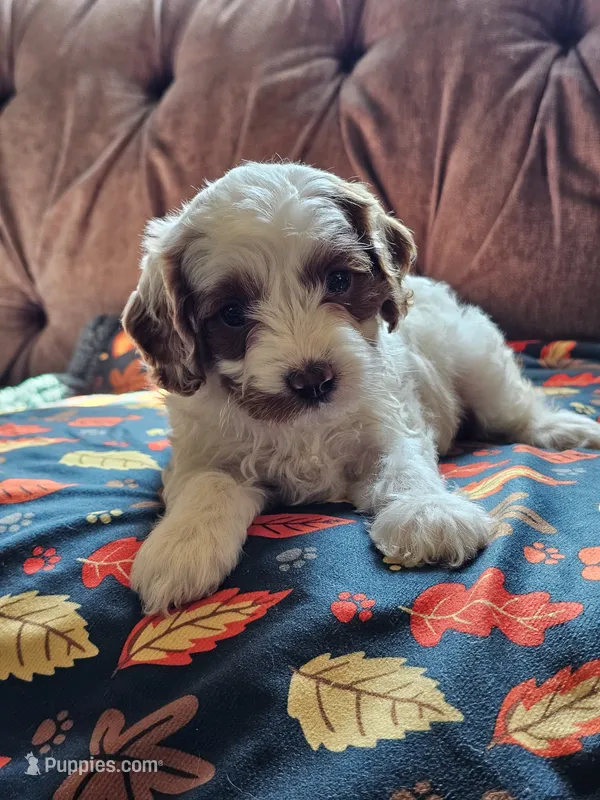 Nellie – Cavapoo puppy for sale in Jamesport, MO