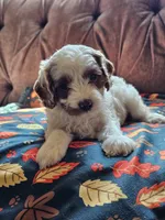 Nellie, a female Cavapoo for sale in Jamesport, MO – 1 of 5