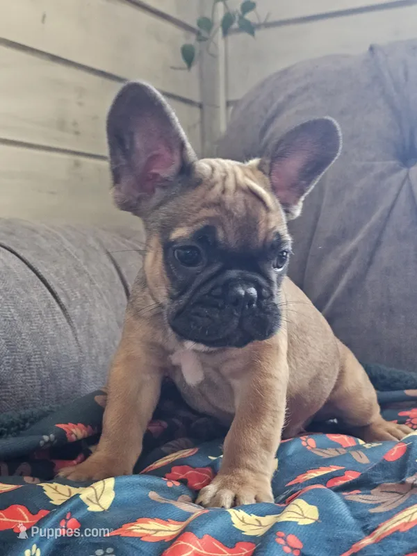 Marlin – French Bulldog puppy for sale in Jamesport, MO