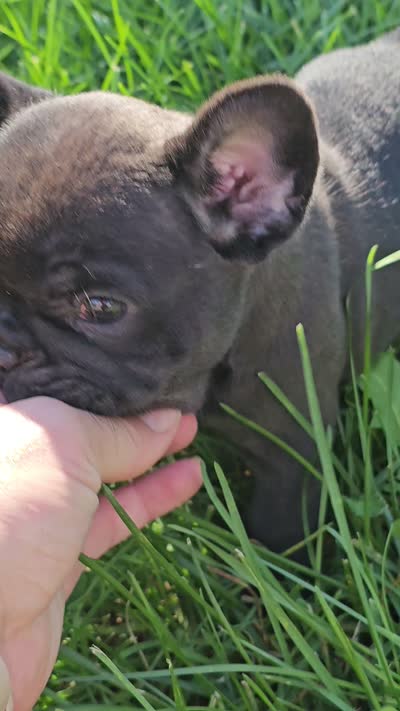 Pine, a male French Bulldog for sale in Jamesport, MO – 5 of 5
