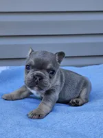 Cypress , a male French Bulldog for sale in Jamesport, MO – Photo 3 of 4