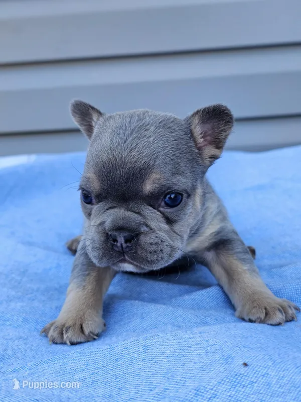Cypress  – French Bulldog puppy for sale in Jamesport, MO