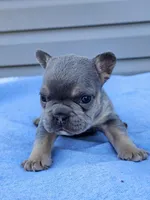 Cypress , a male French Bulldog for sale in Jamesport, MO – Photo 1 of 4