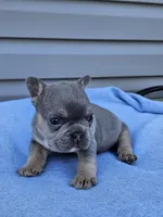 Cypress , a male French Bulldog for sale in Jamesport, MO – Photo 2 of 4