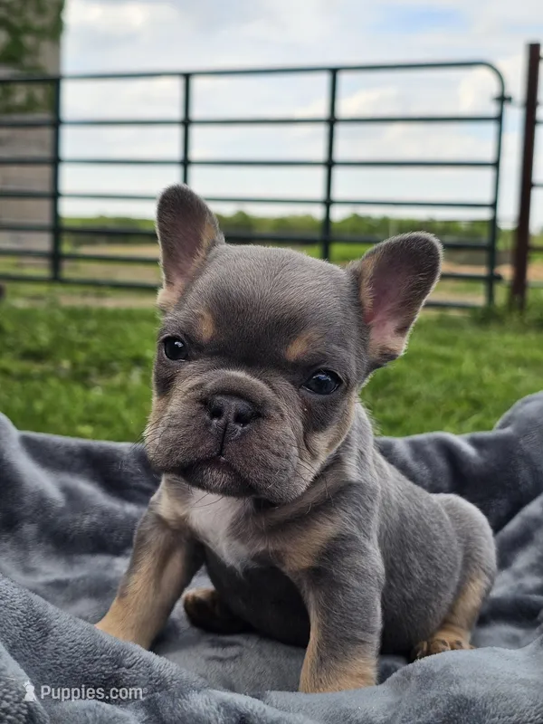 Cypress  – French Bulldog puppy for sale in Jamesport, MO
