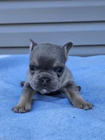Cypress , a male French Bulldog for sale in Jamesport, MO – Photo 4 of 4