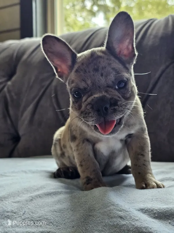 Hibiscus  – French Bulldog puppy for sale in Jamesport, MO