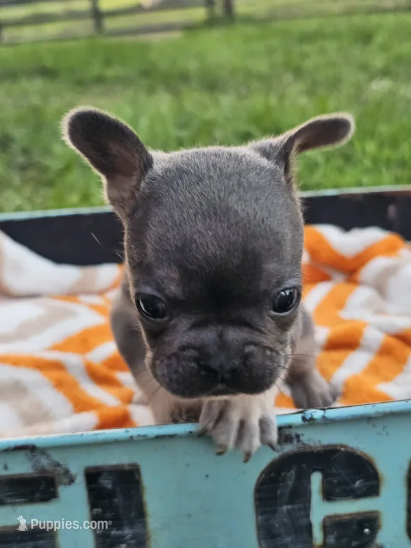 Marina – French Bulldog puppy for sale in Jamesport, MO