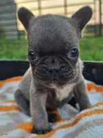 Melody, a female French Bulldog for sale in Jamesport, MO – 3 of 4