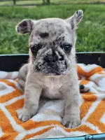 Meadow, a female French Bulldog for sale in Jamesport, MO – 2 of 4