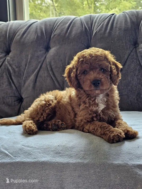 Indigo – Cavapoo puppy for sale in Jamesport, MO