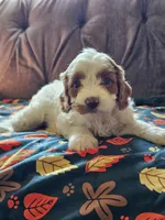 Nellie, a female Cavapoo for sale in Jamesport, MO – 2 of 5