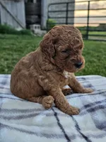 Indigo, a male Cavapoo for sale in Jamesport, MO – 3 of 3