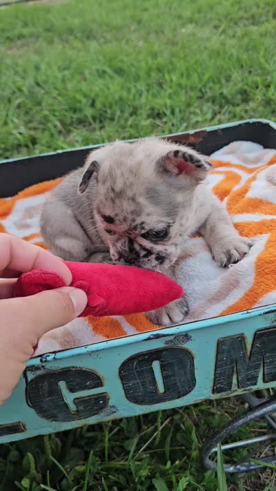 Meadow, a female French Bulldog for sale in Jamesport, MO – 4 of 4