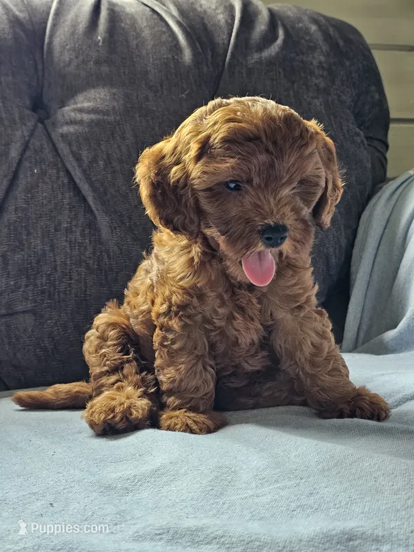 June – Cavapoo puppy for sale in Jamesport, MO