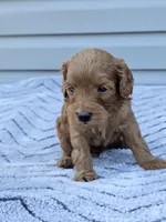 Kia, a male Cavapoo for sale in Jamesport, MO – 3 of 3