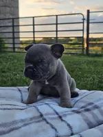 Gator, a male French Bulldog for sale in Jamesport, MO – 2 of 4