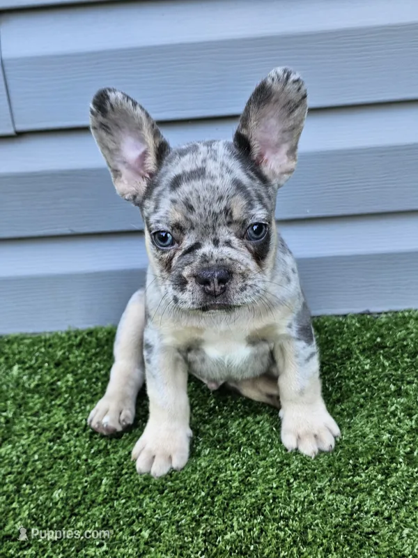 Malibu – French Bulldog puppy for sale in Jamesport, MO
