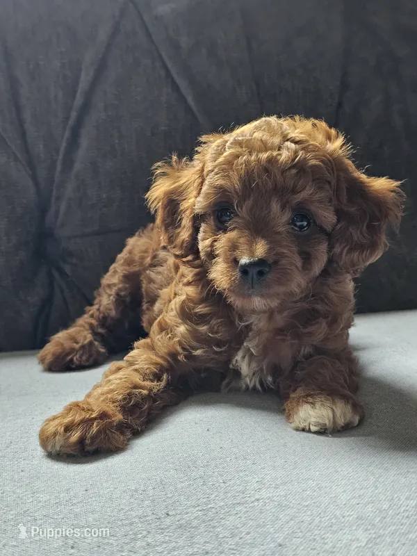 Kona – Cavapoo puppy for sale in Jamesport, MO
