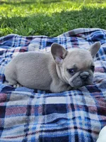 Poppy , a female French Bulldog for sale in Jamesport, MO – 4 of 6