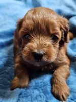 Luna, a female Cavapoo for sale in Jamesport, MO – 2 of 4