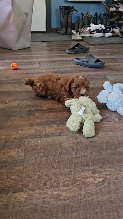 Lake, a male Cavapoo for sale in Jamesport, MO – 6 of 6