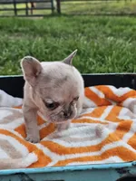 Marigold, a female French Bulldog for sale in Jamesport, MO – 3 of 5