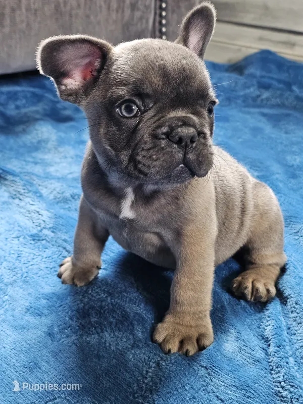 Gator – French Bulldog puppy for sale in Jamesport, MO
