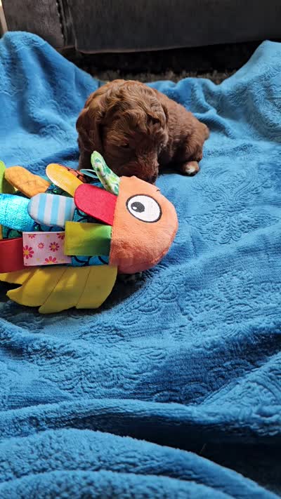 Lemon, a female Cavapoo for sale in Jamesport, MO – 5 of 5
