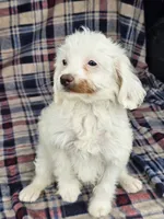 Nilla, a female Cavapoo for sale in Jamesport, MO – 3 of 5