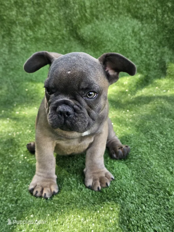Gator – French Bulldog puppy for sale in Jamesport, MO