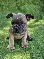 Gator, a male French Bulldog for sale in Jamesport, MO – 1 of 5