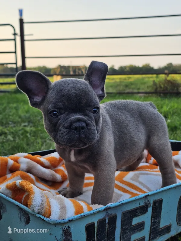 Gator – French Bulldog puppy for sale in Jamesport, MO