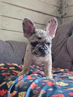 Meadow, a female French Bulldog for sale in Jamesport, MO – 4 of 6