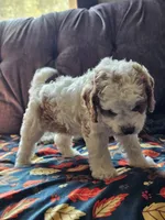 Nova, a female Cavapoo for sale in Jamesport, MO – 4 of 6