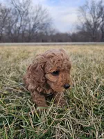Aspen, a female Cavapoo for sale in Jamesport, MO – Photo 3 of 4